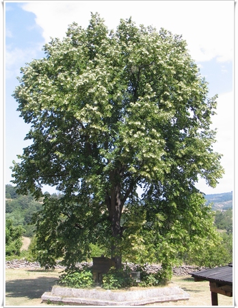 Lipa, Tilia cordata 50+cm