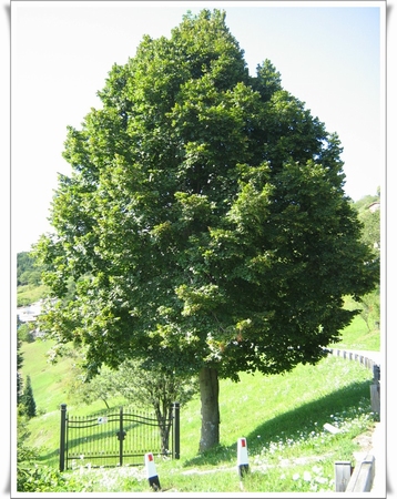 Lipa, Tilia cordata, mirisna 150-200cm 3 god, 3 lit posuda