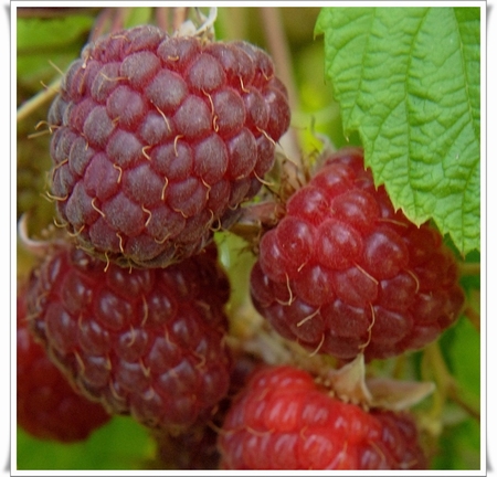 Malina 'WILLAMETTE' saksija 1lit