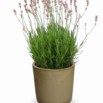 Lavanda "Rosea" 1,5lit