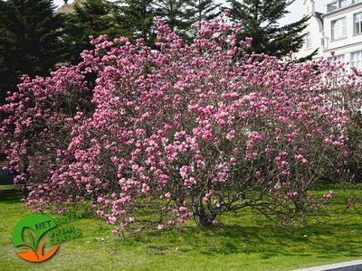 Magnolia soulangeana Rustica Rubra 3L