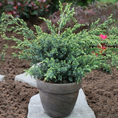 Kineska smreka 'Blue Alps' 20-25cm