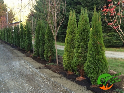 Thuja Occidentalis Smaragd 150-200cm