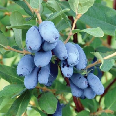 Ruska borovnica 'JUGANA' 1lit