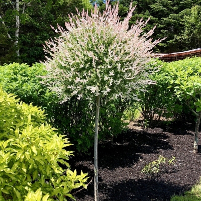 Salix integra "Hakuro-nishiki" 120-140 cm 5lit