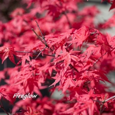 Acer - Mix sorte saksija 12lit