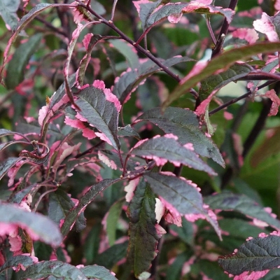 Prunus cerasifera 'Hessei' 10lit 160-180cm