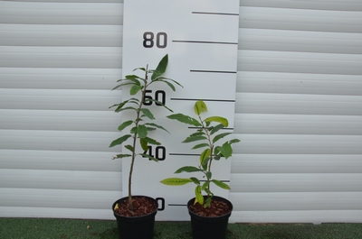 Pitomi kesten - Castanea sativa 100-150 cm (primamo narudžbe za nadolazeću sezonu)