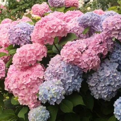 Hydrangea 'Gertud Glahn' P9