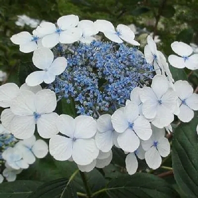 Hydrangea 'Libelle' P9