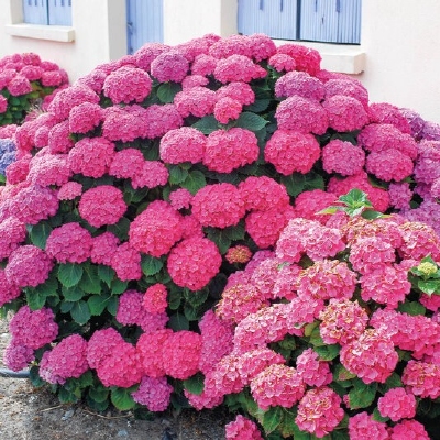 Hydrangea 'Masja' P9