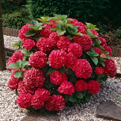 Hydrangea 'Red' P9