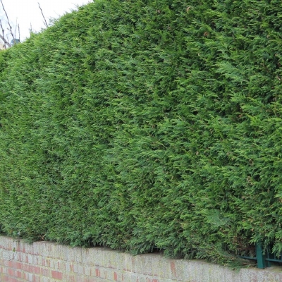 Leylandii 2001 80-100cm - posuda 2lit (primamo narudžbe za nadolazeću isporuku)