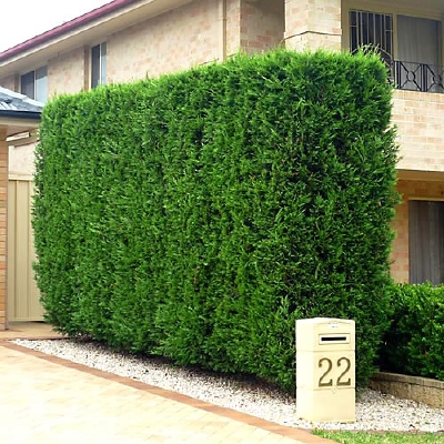 Leylandii 120cm - 7lit