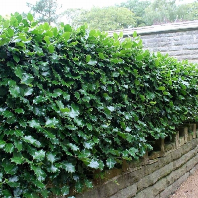 Ilex Aquifolium 1lit