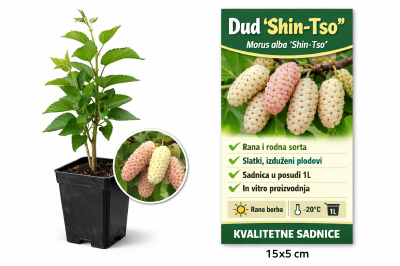 Dud Shin-Tso sadnica 1L – Morus alba