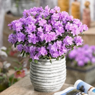 Rododendron "Ramapo' 5lit