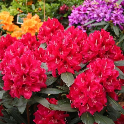Rododendron "Karl Naue' 5lit