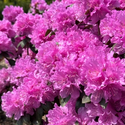 Rododendron "P.J.M. Elite' 5lit