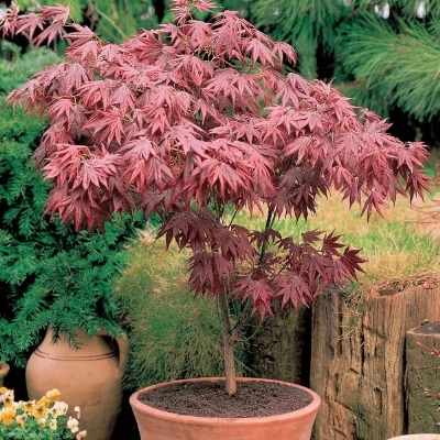 Acer 'Atropurpureum' 50-60 cm