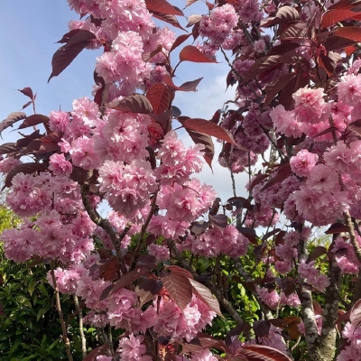 Japanska trešnja 'Royal Burgundy' 100-150cm