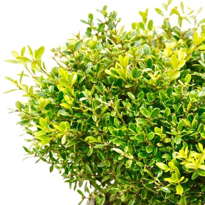 Buxus 'Rococo' 20cm