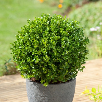 Buxus 'Faulkner' 10-15cm