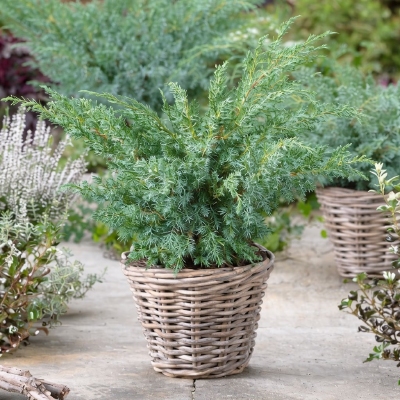 Smreka 'Blue Swede' 20-25cm