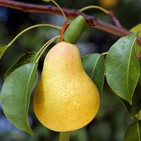 Kruška Citronka
