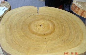 Paulovnija Shan Tong posuda 2lit, čepovana 50cm