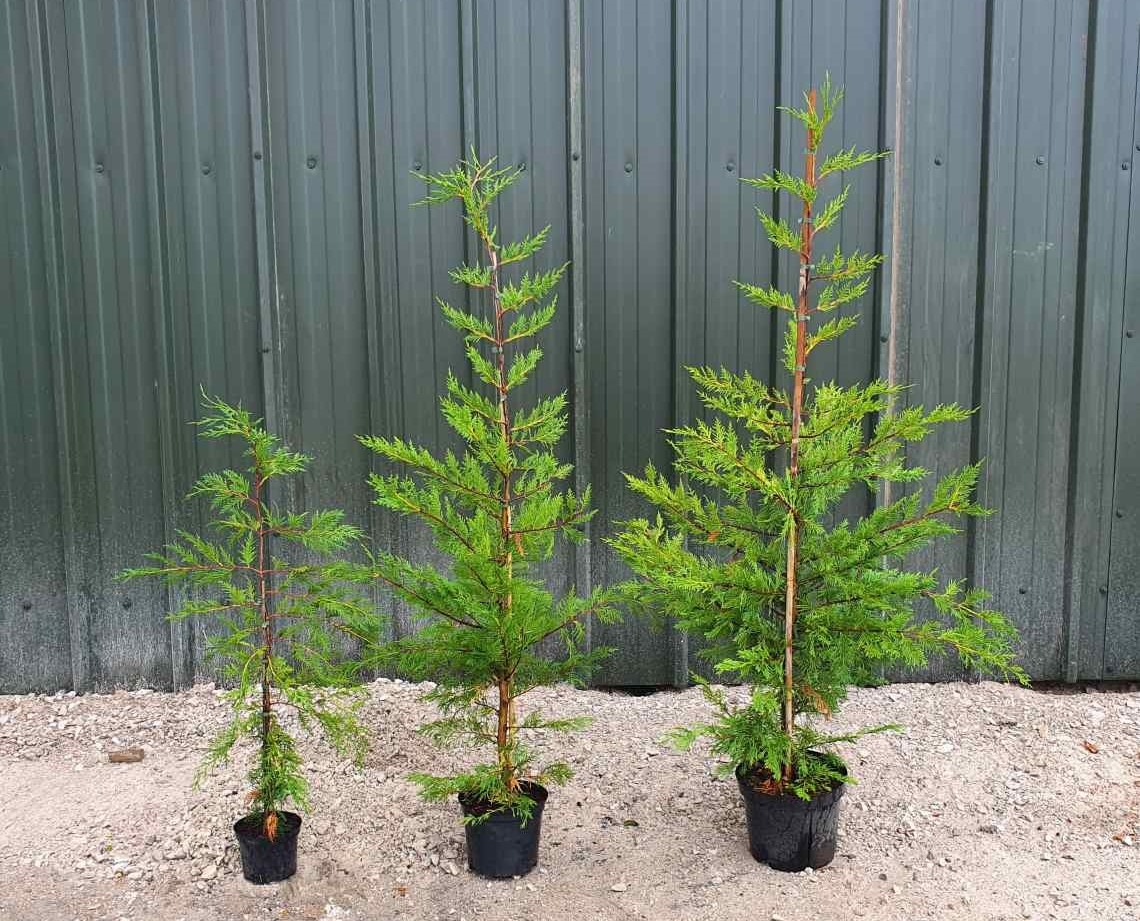 Čempres 'Leylandii 2001' 80-100cm (primamo narudžbe za nadolazeću sezonu)