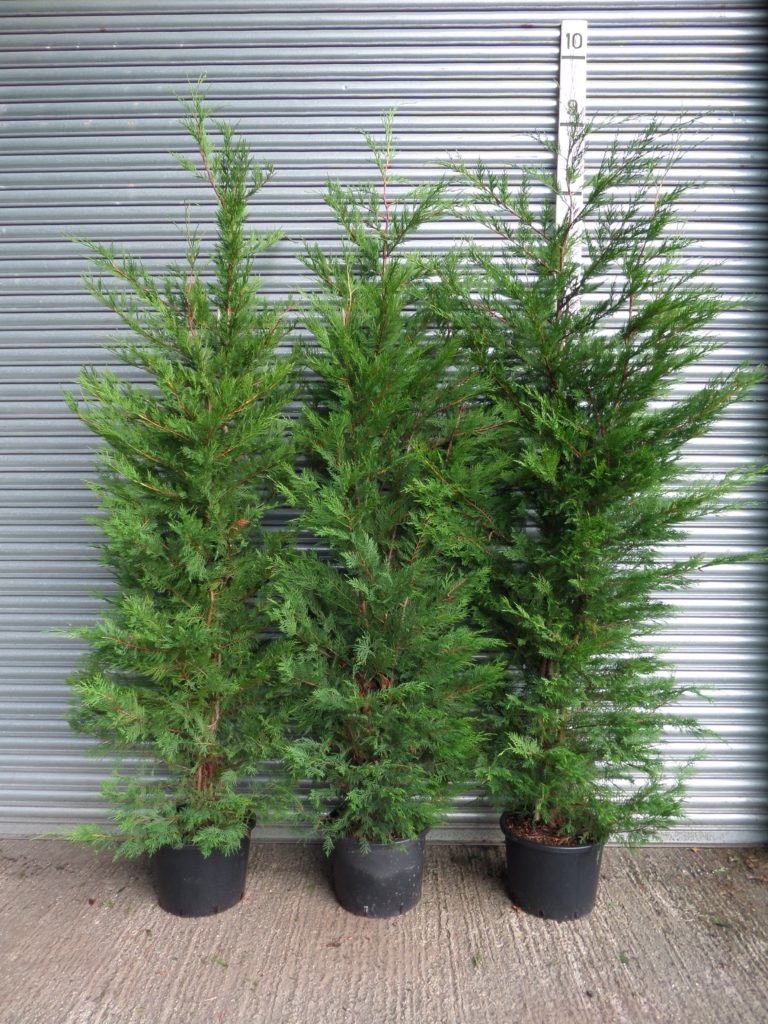 Čempres 'Leylandii 2001' 80-100cm (primamo narudžbe za nadolazeću sezonu)