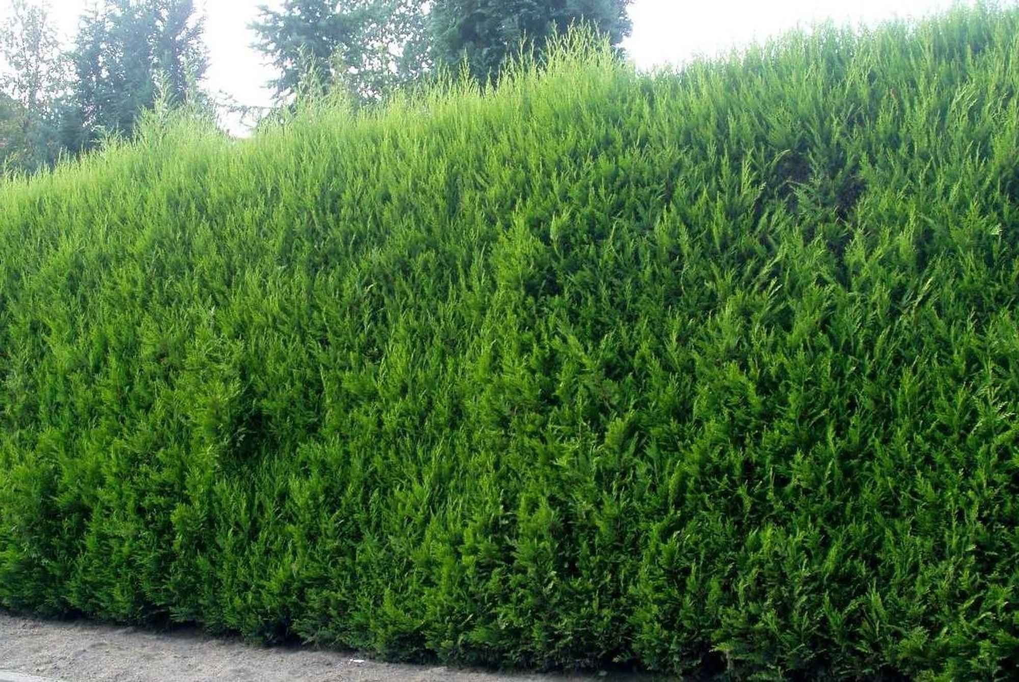 Čempres 'Leylandii 2001' 80-100cm (primamo narudžbe za nadolazeću sezonu)