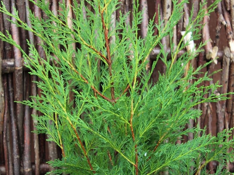 Čempres 'Leylandii 2001' 80-100cm (primamo narudžbe za nadolazeću sezonu)