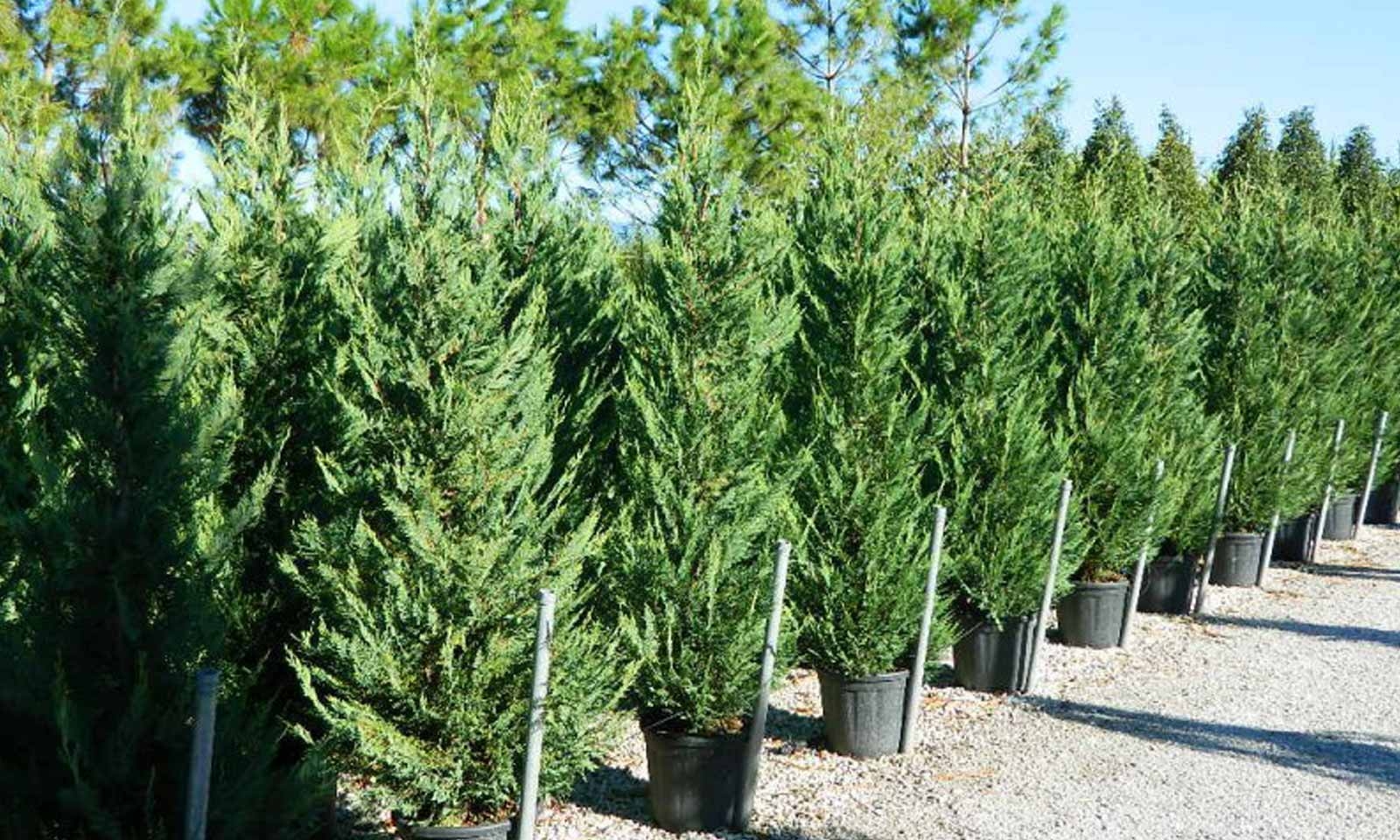 Čempres 'Leylandii 2001' 80-100cm (primamo narudžbe za nadolazeću sezonu)