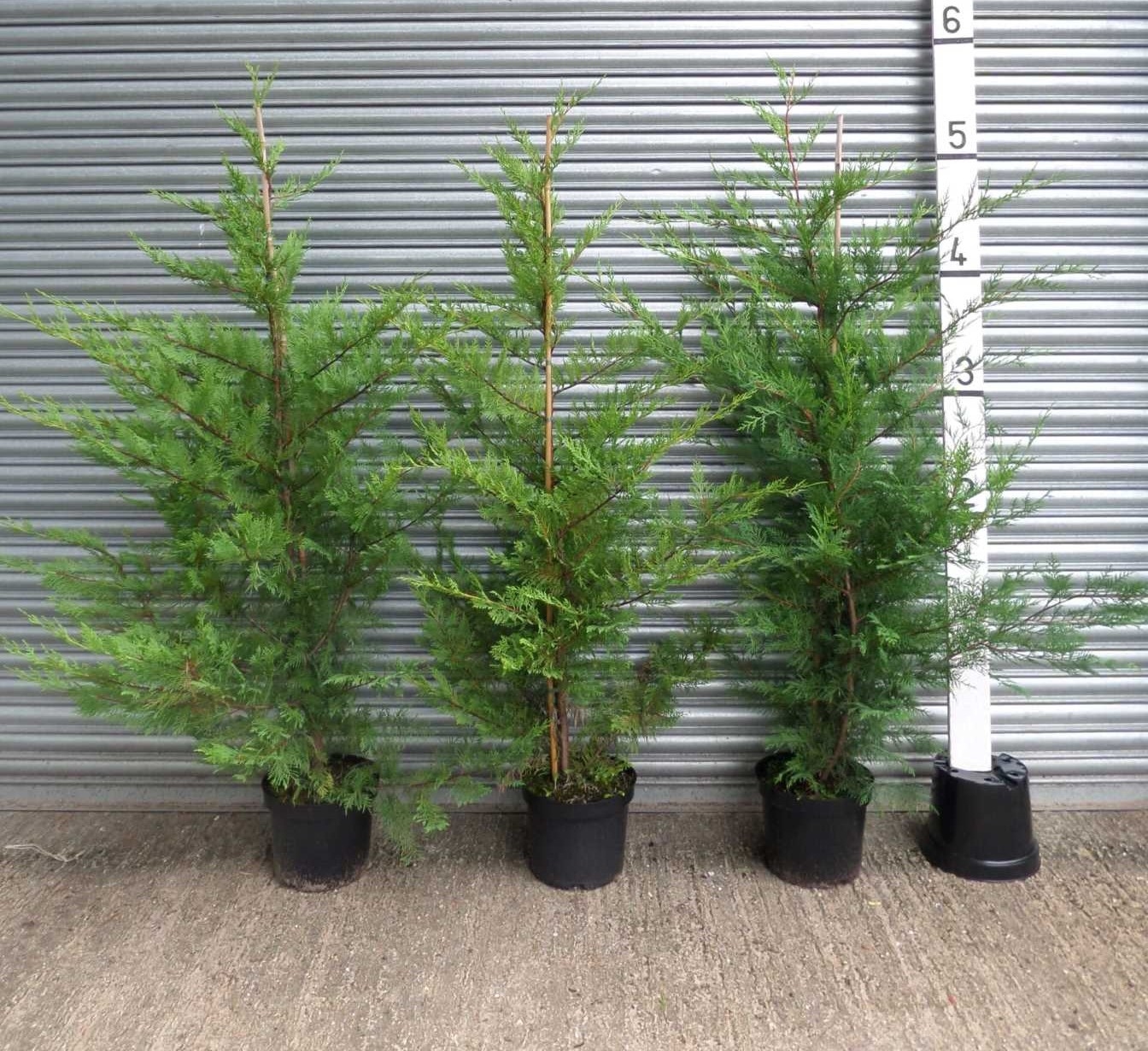 Čempres 'Leylandii 2001' 80-100cm (primamo narudžbe za nadolazeću sezonu)