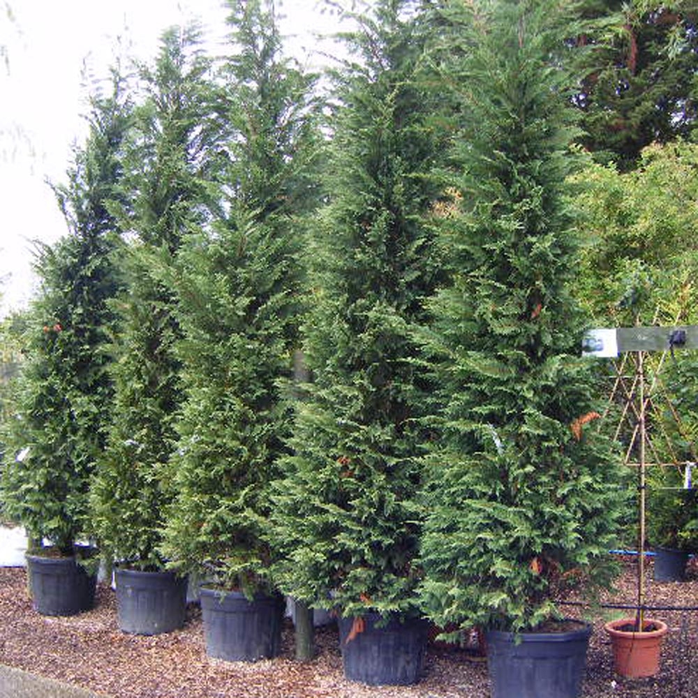 Čempres 'Leylandii 2001' 80-100cm (primamo narudžbe za nadolazeću sezonu)