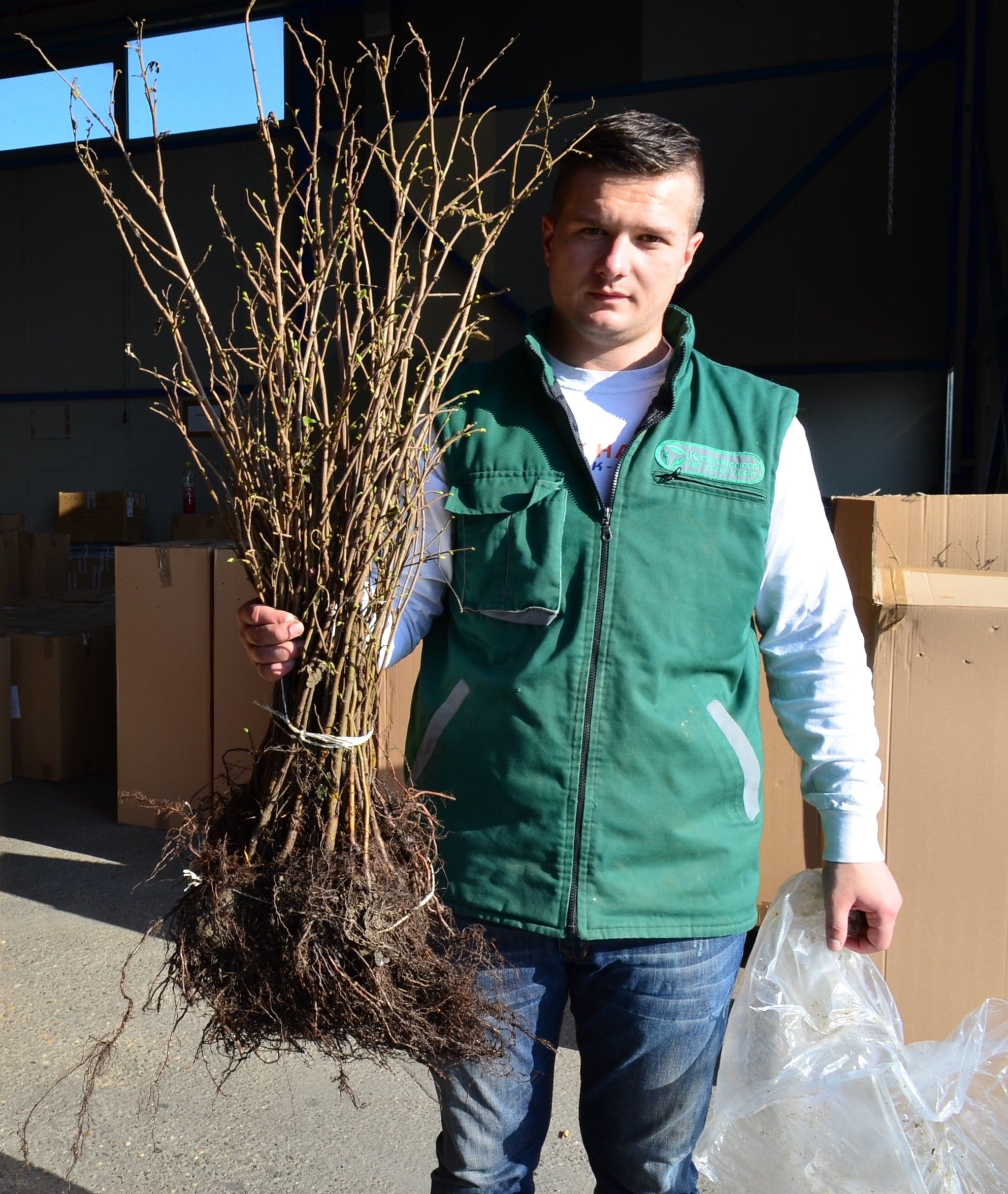 Lješnjak dvogodišnji - Corylus avellana 50+ cm