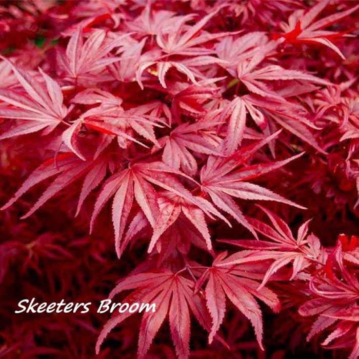 Acer - Mix sorte 100-150 cm