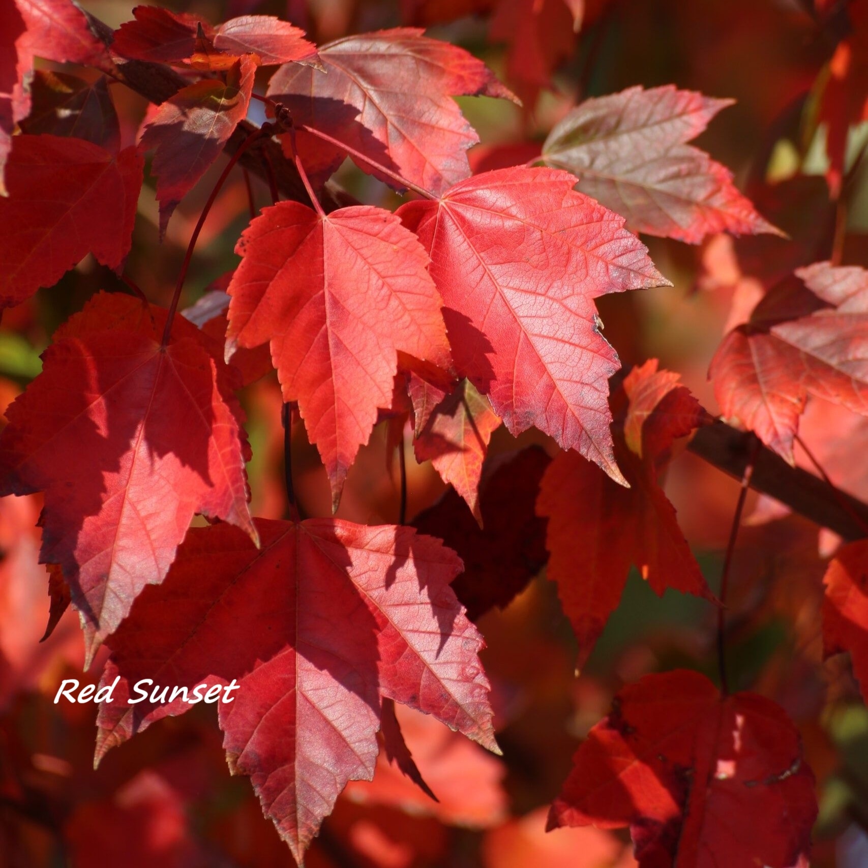 Acer - Mix sorte 100-150 cm