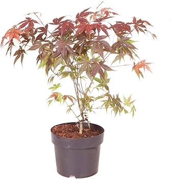 Acer - Mix sorte 50-70 cm