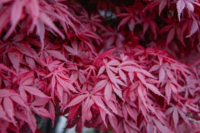 Acer - Mix sorte 50-70 cm