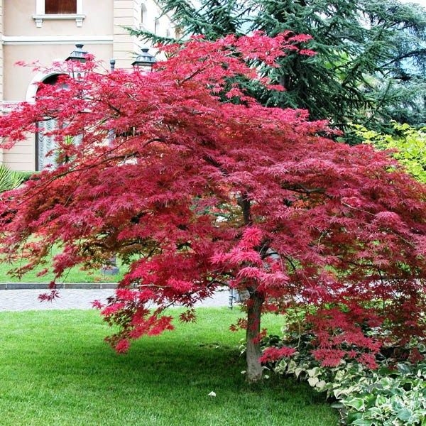 Acer - Mix sorte 50-70 cm