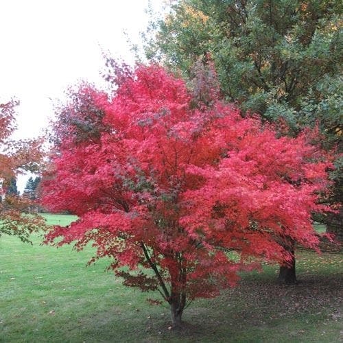 Acer - Mix sorte 50-70 cm