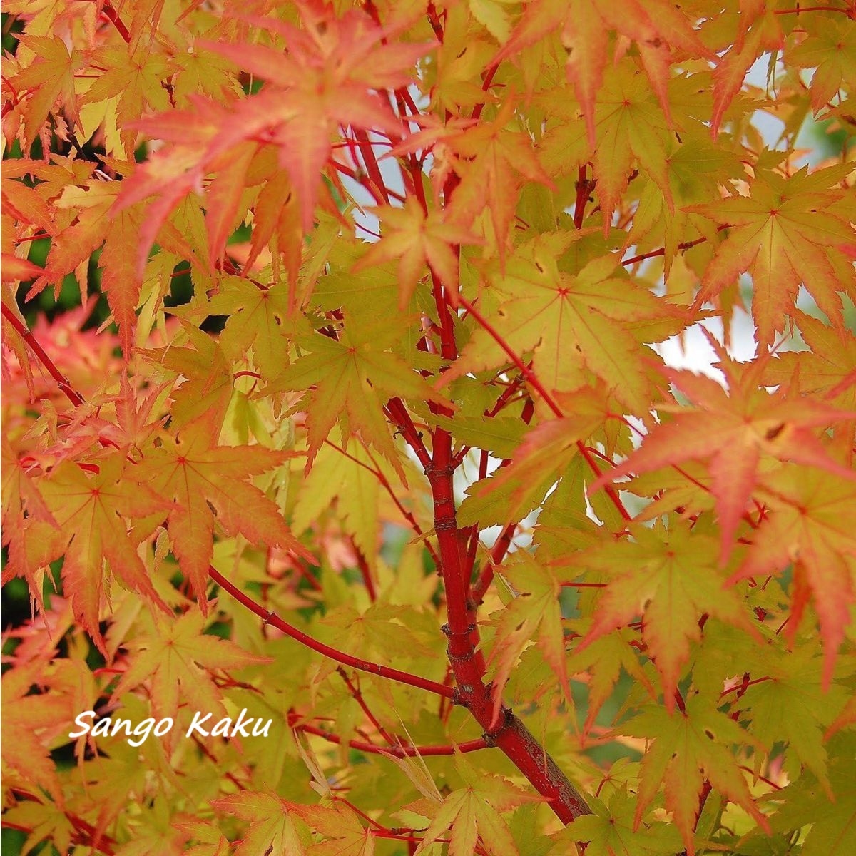 Acer - Mix sorte saksija 12lit