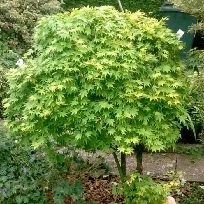 Acer "Going Green' 50-70 cm