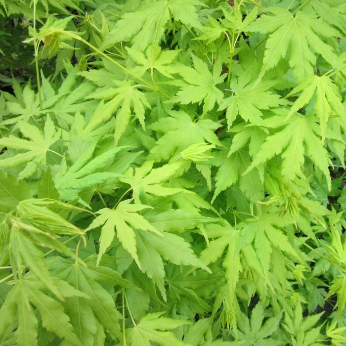 Acer "Going Green' 50-70 cm