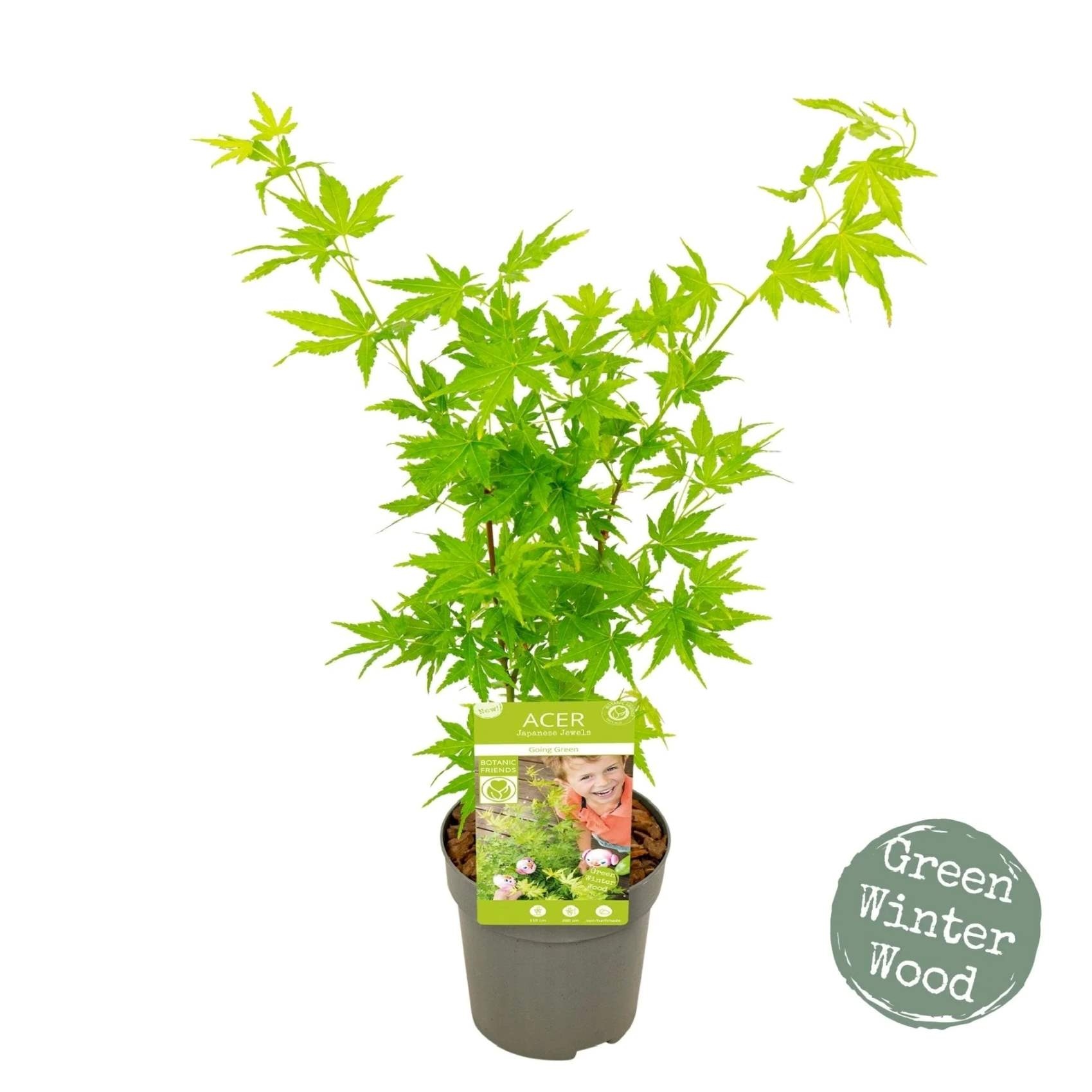 Acer "Going Green' 50-70 cm