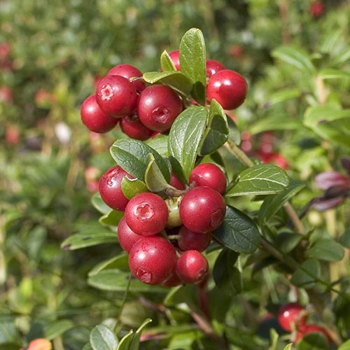 AGRO OM gnojivo za borovnice 1 kg