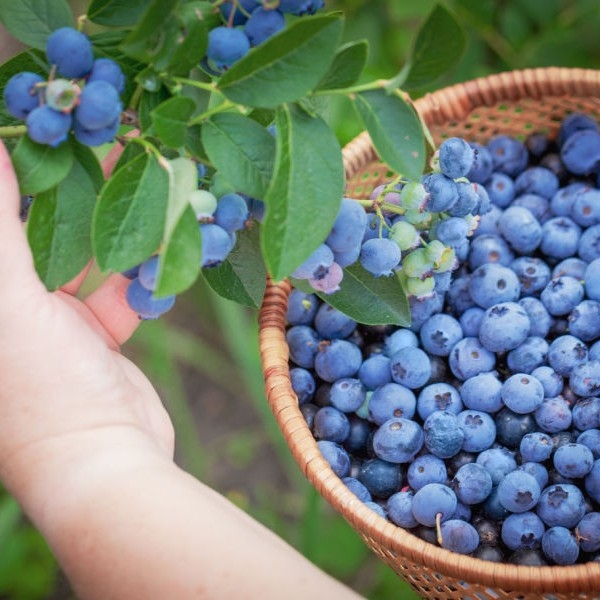 AGRO OM gnojivo za borovnice 1 kg